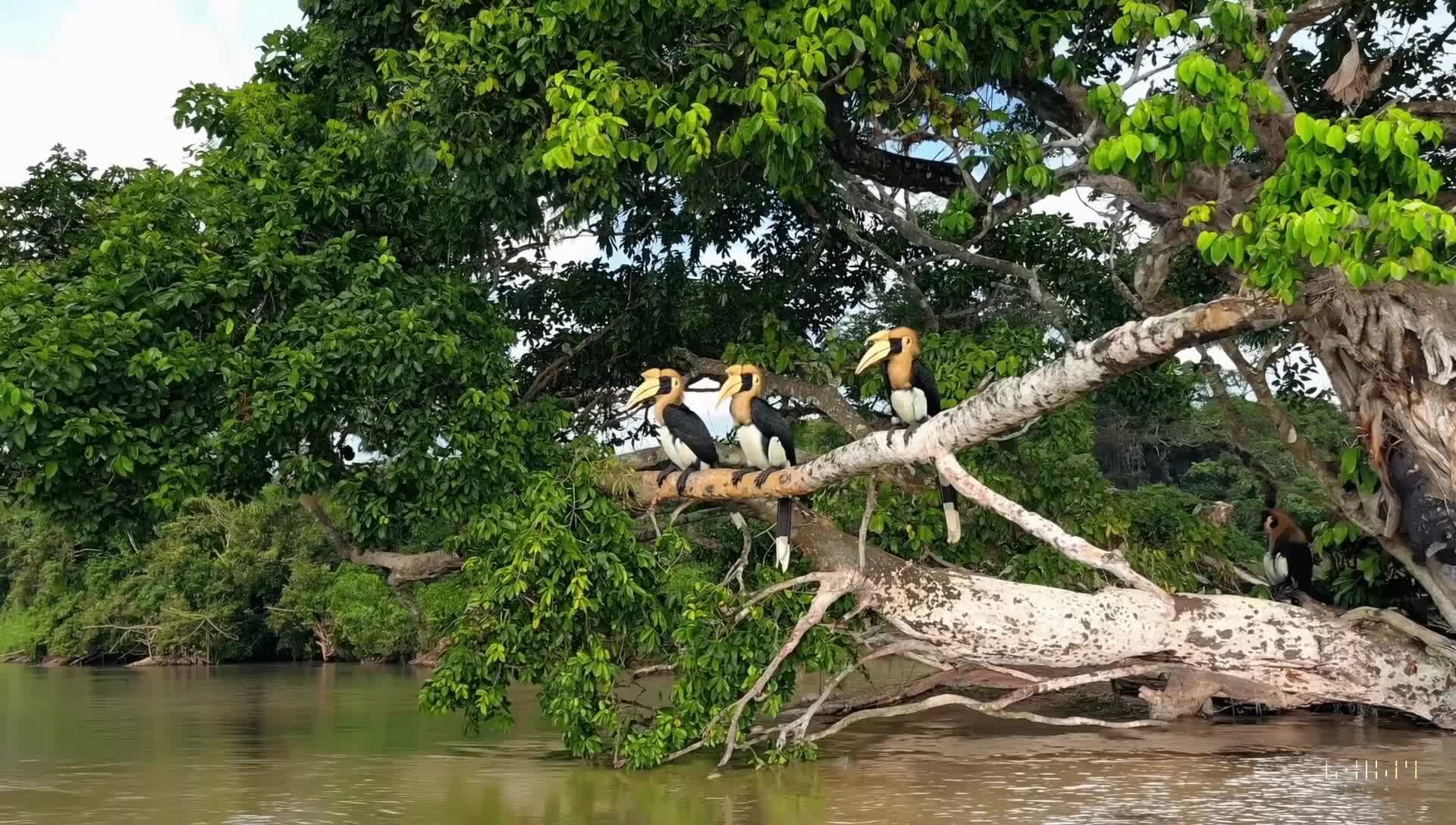 Birds over river Borneo