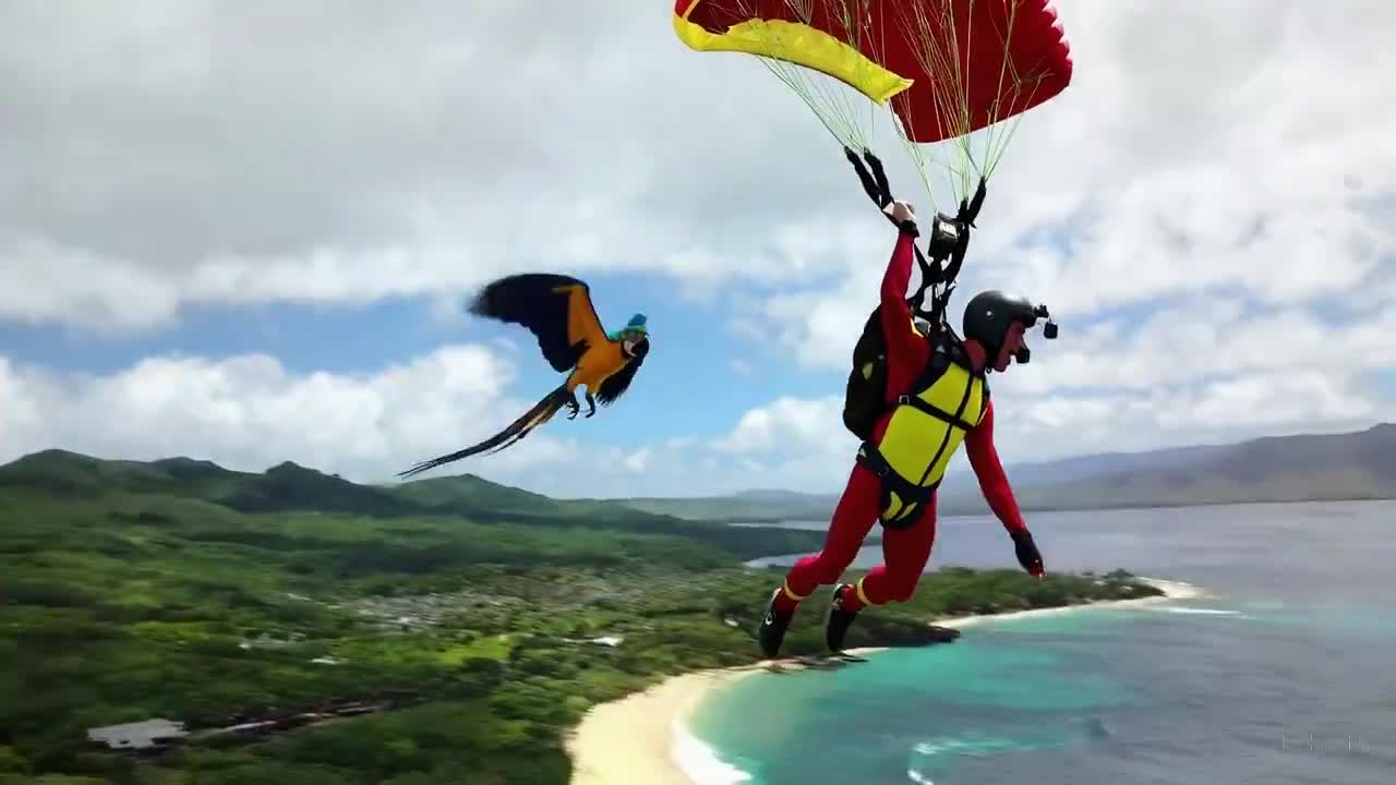 BASE Jumper and Parrot