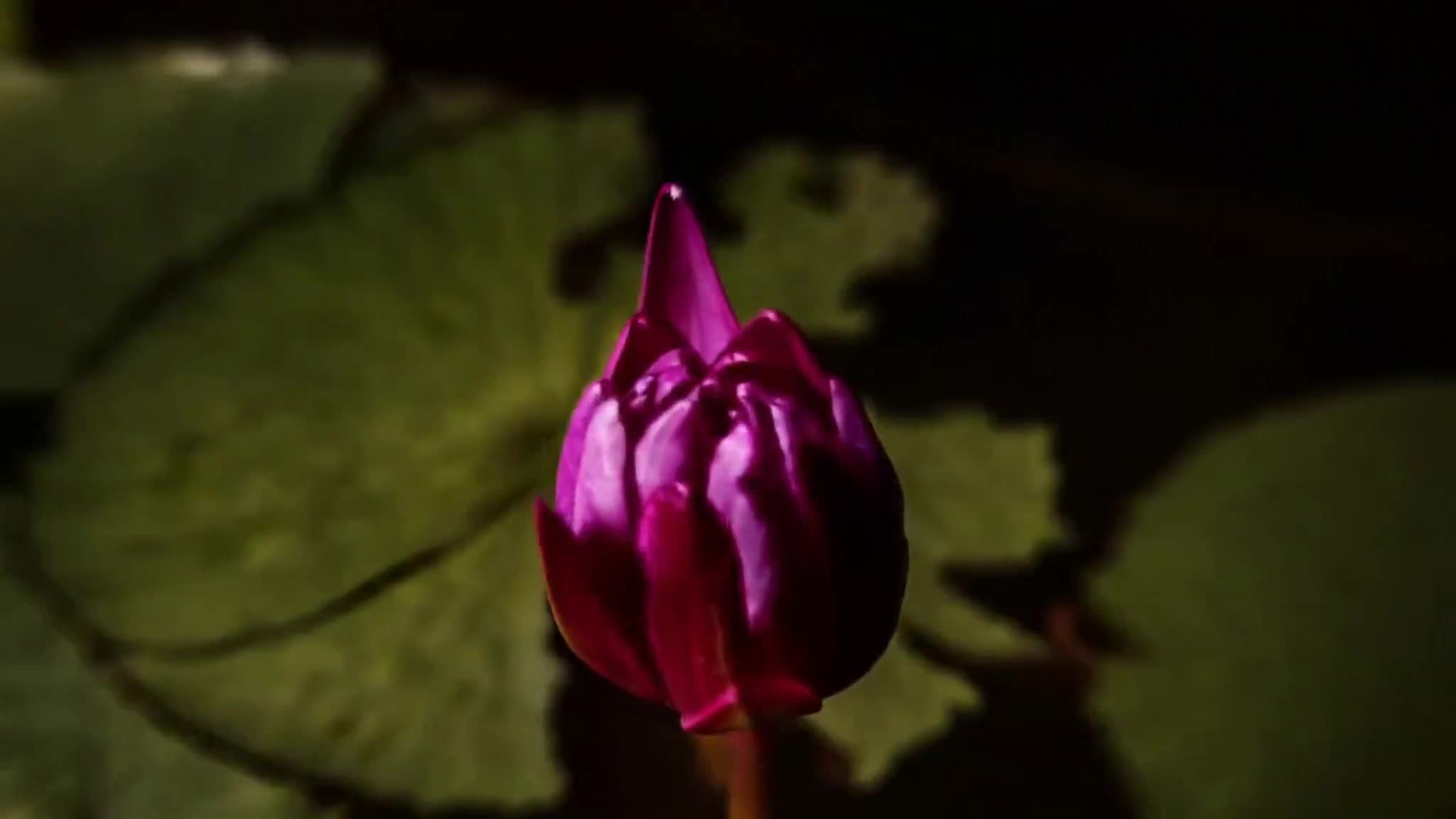 Water lily opening timelapse (Google Veo)